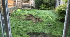 Cedar-before